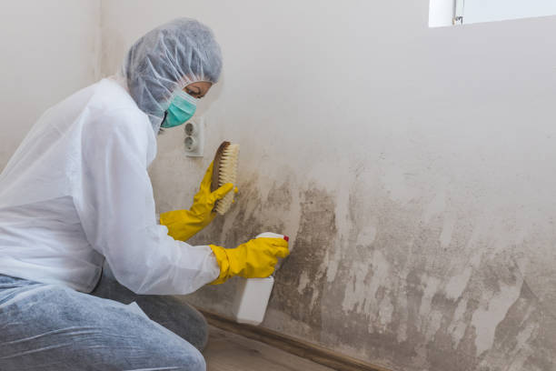 Best Commercial Mold Inspection  in Kingsley, MI