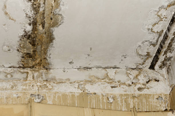 Best Post-Remediation Verification Testing  in Kingsley, MI