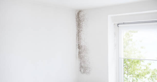 Best Indoor Air Quality Assessment  in Kingsley, MI