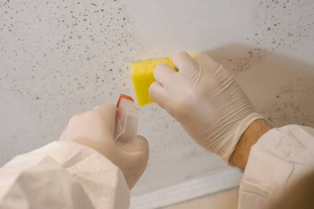Best Crawl Space Mold Remediation  in Kingsley, MI