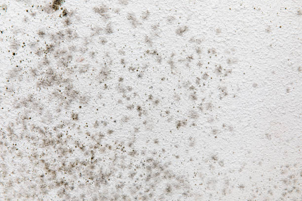 Best Post-Construction Mold Inspection  in Kingsley, MI