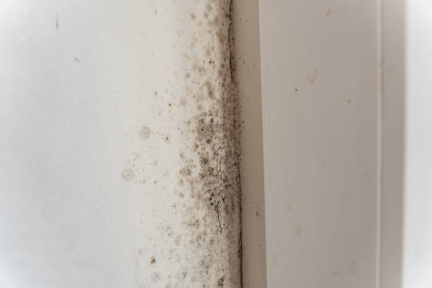 Best Mold Documentation for Insurance Claims  in Kingsley, MI