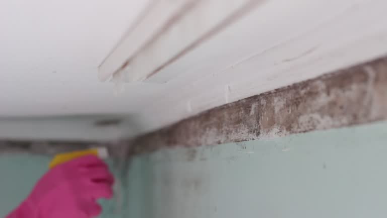 Best Mold Odor Removal Services  in Kingsley, MI