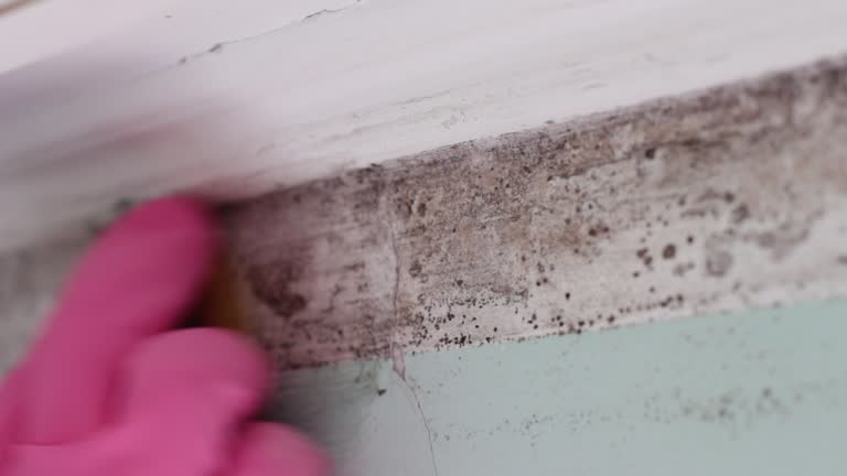 Professional Mold Removal in Kingsley, MI